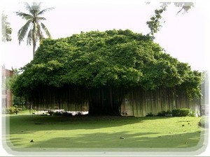 Banyan tree