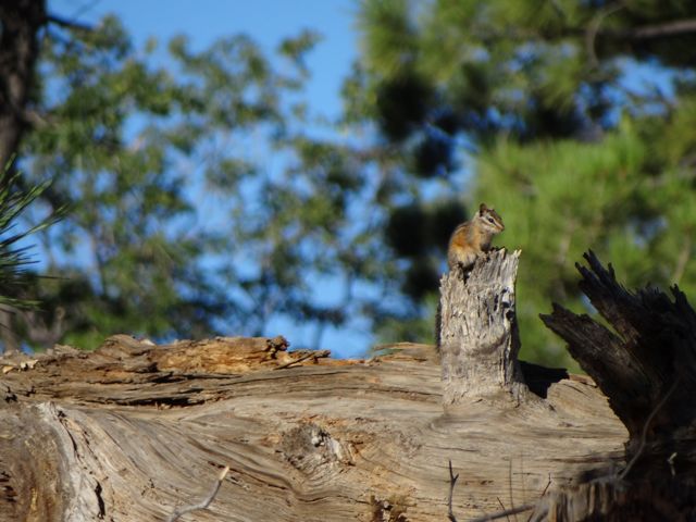 Chipmunk Big Bear CA