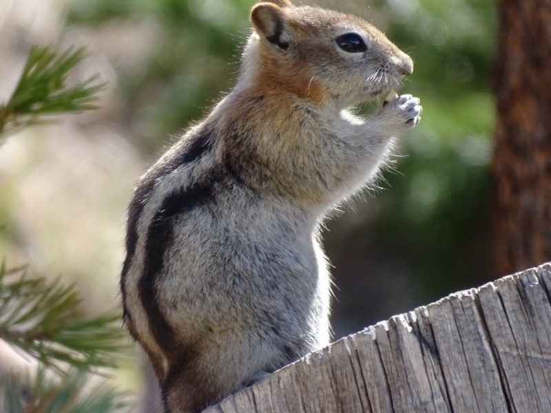 Chipmunk
